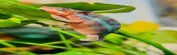 Chameleon reptiles for sale: Chameleons ambilobe - Advert 8