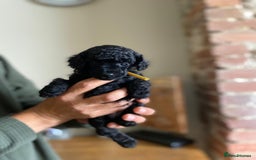 Toy Poodle dogs for sale: KC REGISTERED TOY POODLES READY NOW  - Image 6