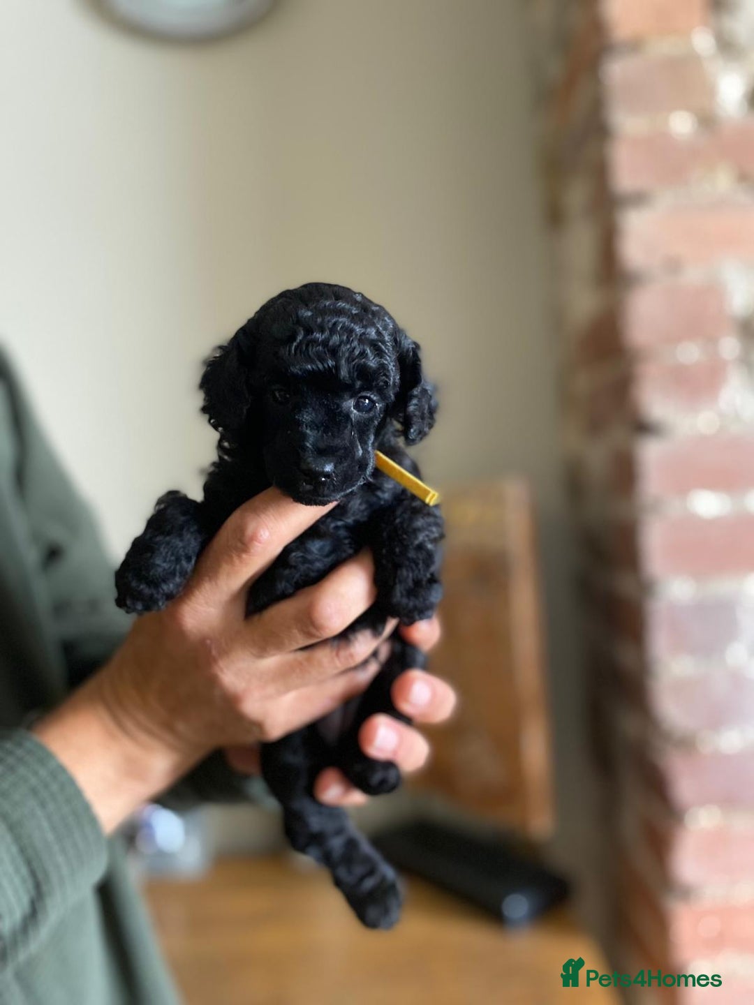 Toy Poodle dogs for sale: KC REGISTERED TOY POODLES READY NOW  - Image 6