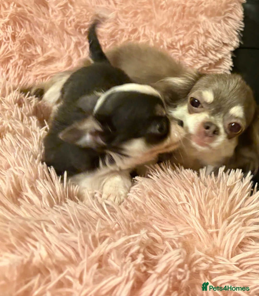 Chihuahua dogs for sale: Cuddly Little Chihuahua puppy for sale - Advert 12