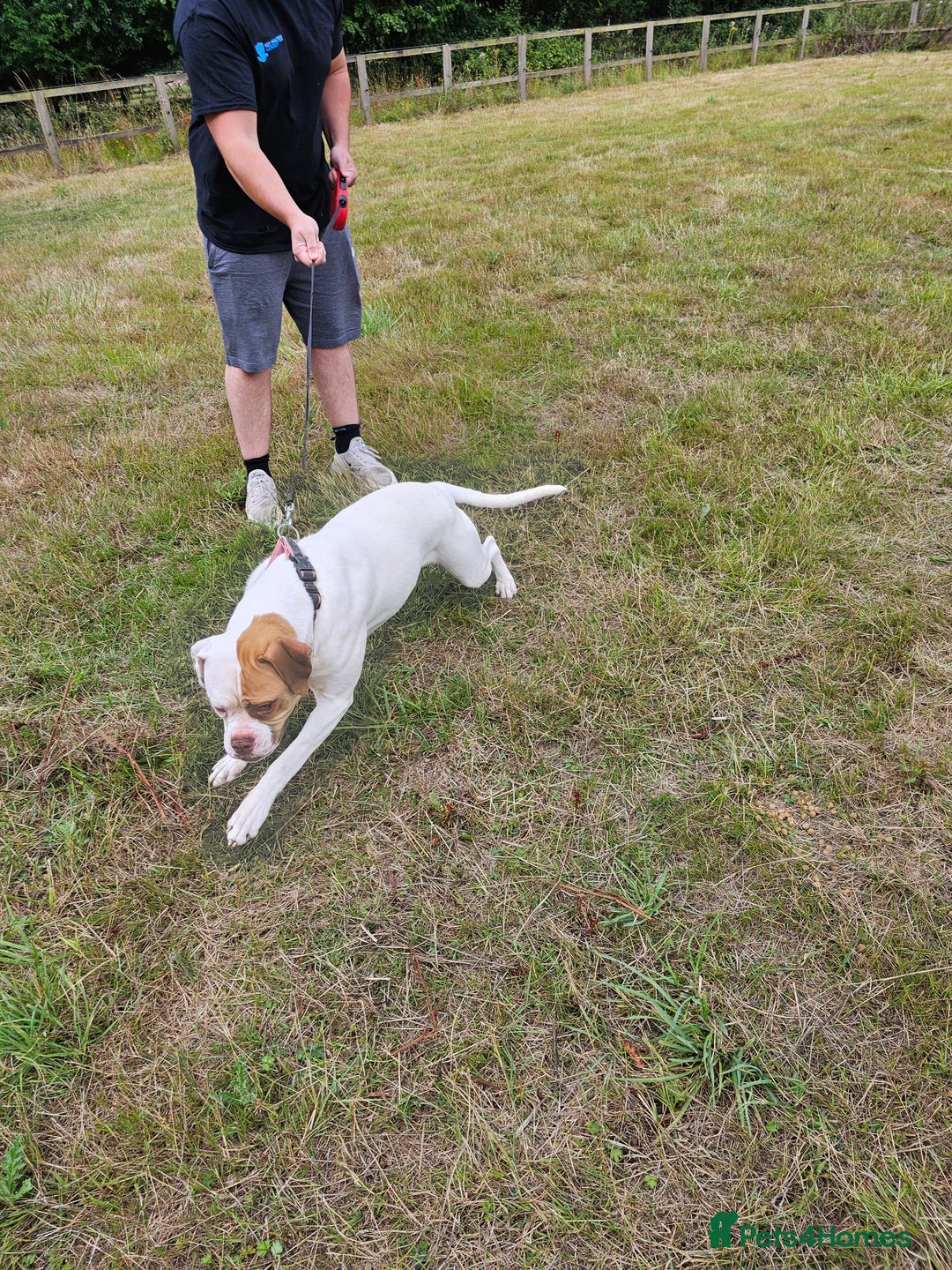 American Bulldog dogs for sale: For sale Johnson American bulldog - Image 5