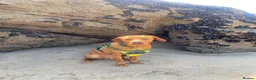 Labrador Retriever dogs for stud: Fox Red Labrador Available for Stud.  - Advert 14