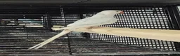 Parakeets birds for sale: Alsort cage n aviary birds  - Advert 12