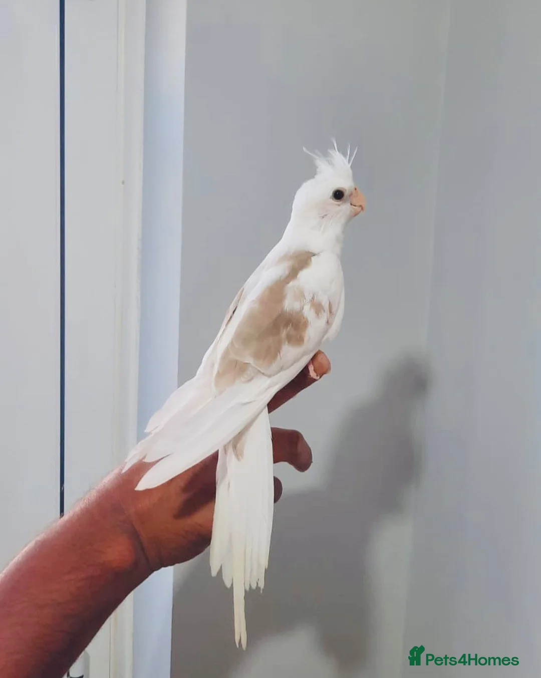 Cockatiels birds for sale: Beautiful hand tamed, untamed cockatiels for sale. - Advert 1
