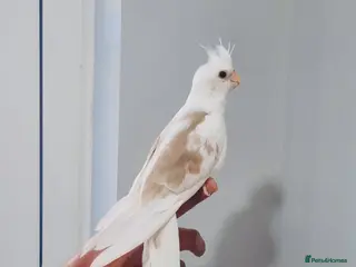 Cockatiels birds Beautiful hand tamed, untamed cockatiels for sale. - Advert 1