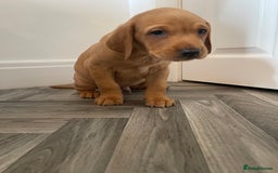 Labrador Retriever dogs for sale: Red Fox Labrador Puppies  - Image 17
