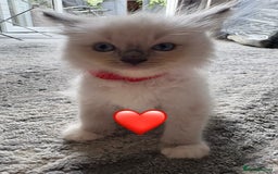 Ragdoll cats for sale: 6 blue point ragdolls for sale 5 boys 1 girl  - Image 16