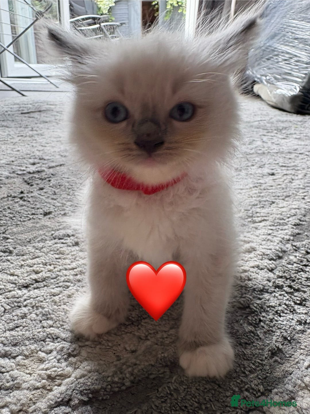Ragdoll cats for sale: 6 blue point ragdolls for sale 5 boys 1 girl  - Image 16