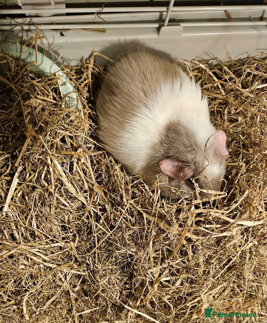 Guinea Pig rodents for sale: 2 x young boar piggies plus all accessories in Leominster - Advert 2