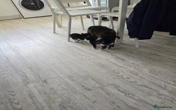 Domestic Shorthair cats for sale: 2 female kittens - Image 3