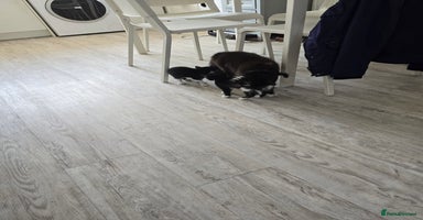 Domestic Shorthair cats - Advert 8