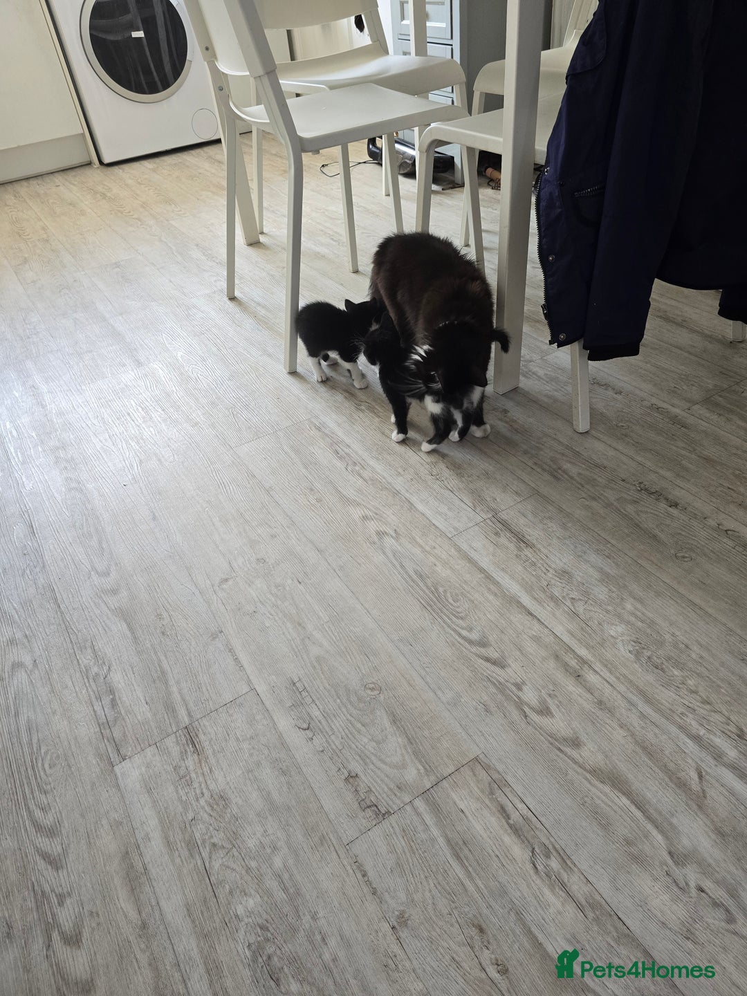 Domestic Shorthair cats for sale: 2 female kittens - Image 3