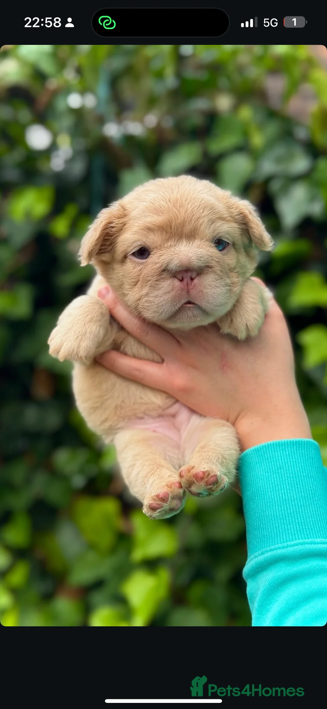 French Bulldog dogs for stud: FLUFFY ROPE BLAZE  in Liverpool - Advert 11