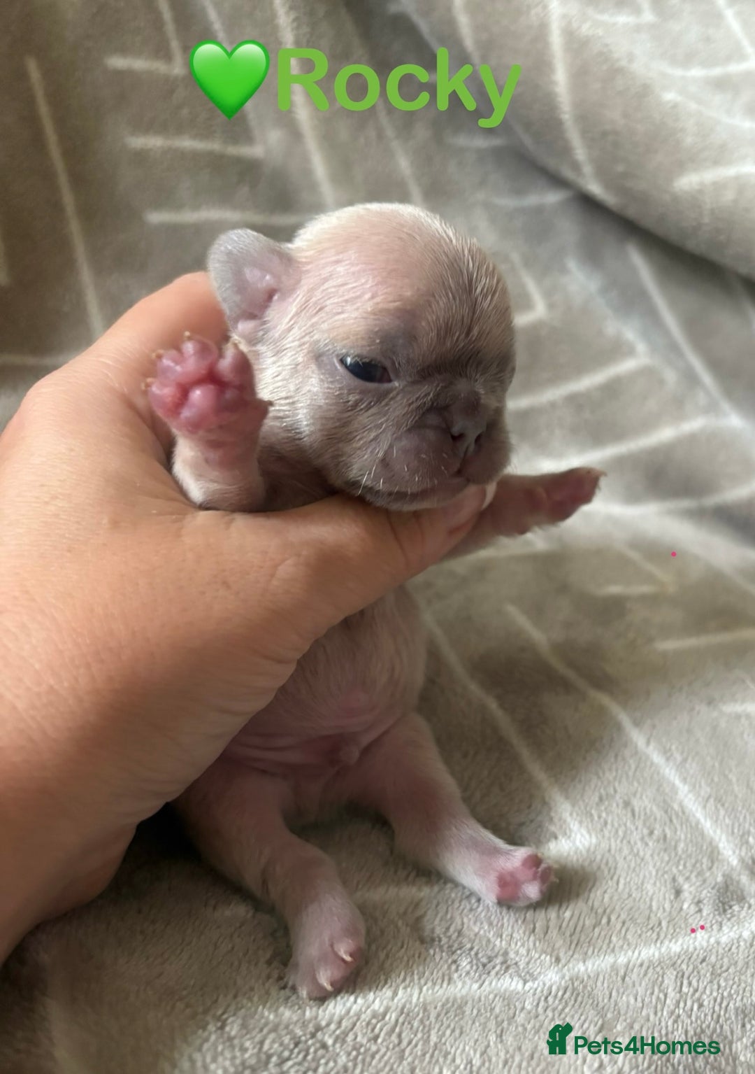 French Bulldog dogs for sale: French Bull Dog Puppies - Advert 9