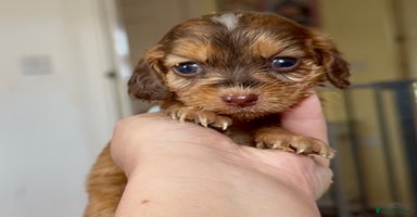 Cocker Spaniel dogs - Advert 4