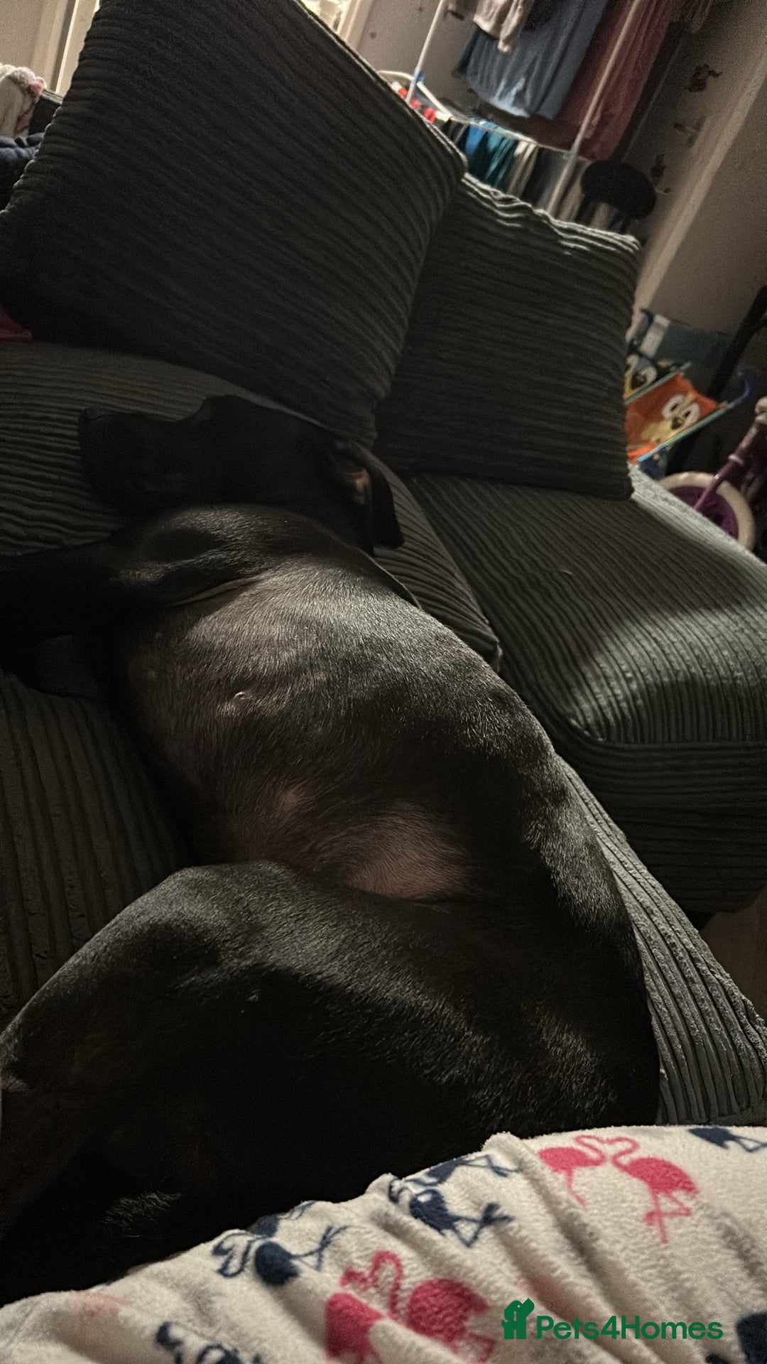 Mixed Breed dogs for sale: Male 2 years old Staffy cross Labrador’s  - Advert 2