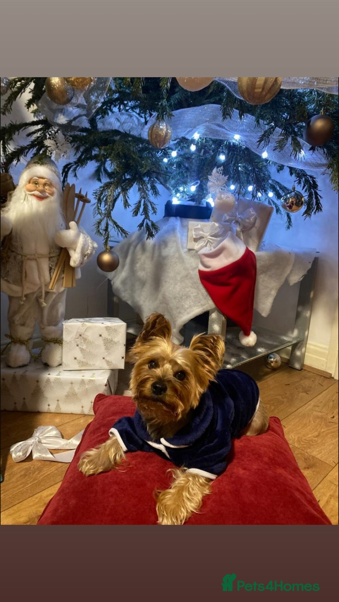 Yorkshire Terrier dogs for sale: Pedigree Yorkshire Terrier - Advert 29