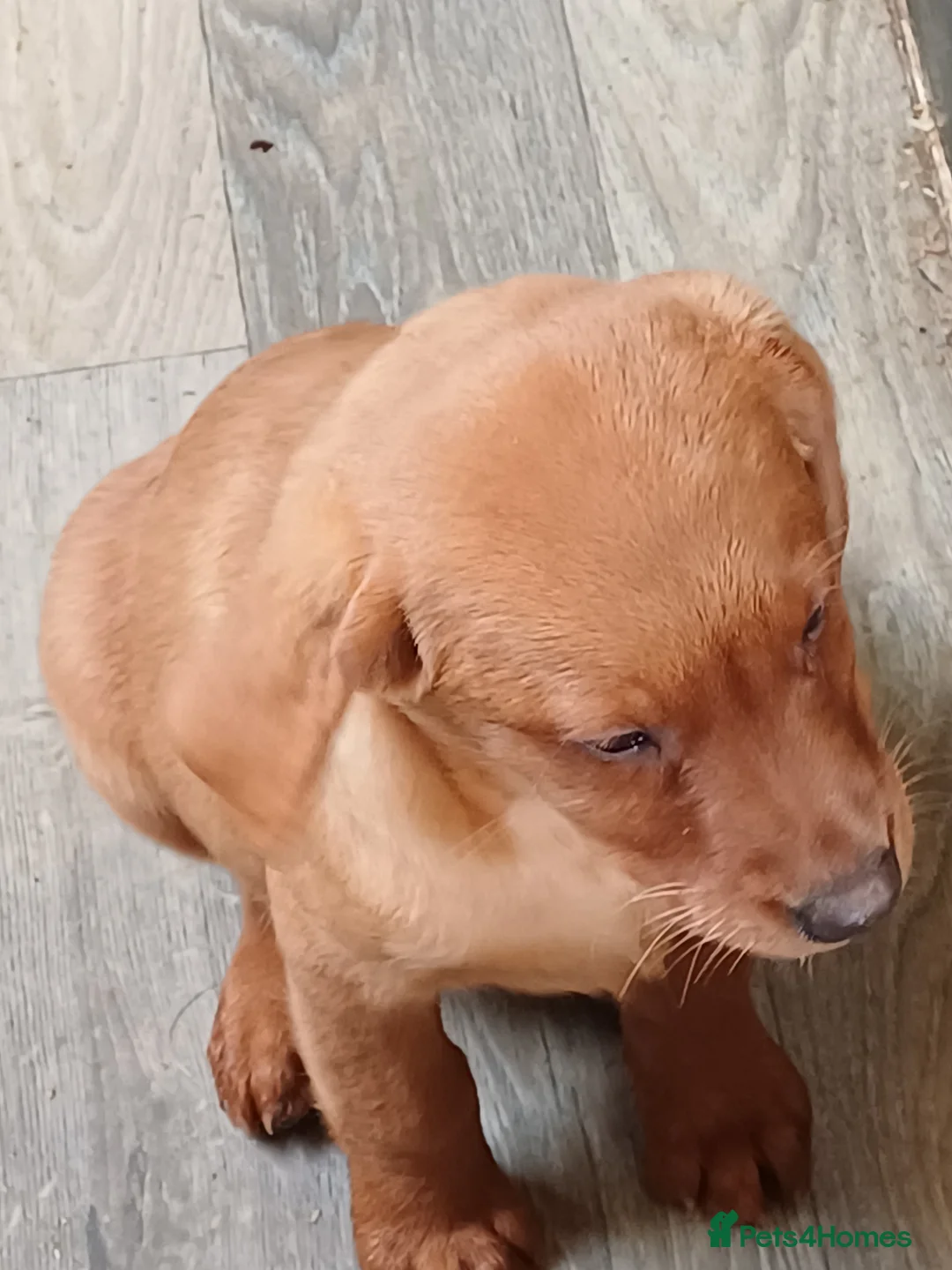Labrador Retriever dogs for sale: LABRADOR PUPPIES - FOX RED - Advert 20