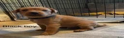 Labrador Retriever dogs for sale: KC registered stunning fox red Labrador puppies   in Llandrindod Wells - Advert 3