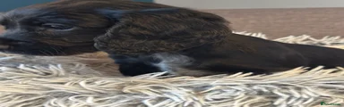 Cocker Spaniel 9