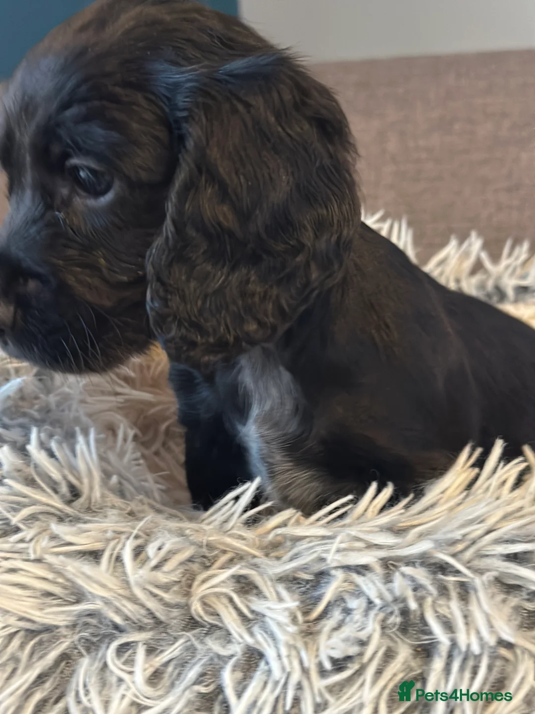 Cocker Spaniel dogs for sale: Beautiful Cocker Spaniel Puppies, Newton Aycliffe  in Newton Aycliffe - Advert 2