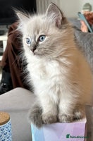 Ragdoll cats - Advert 6