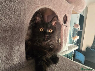 Maine Coon cats Last gorgeous Maine Coon - Advert 8