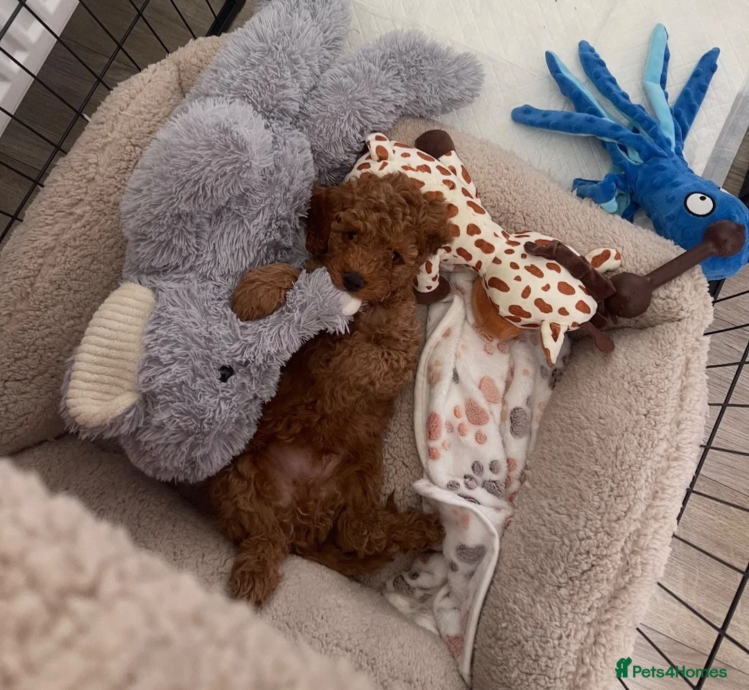 Cavapoo dogs for sale: ** REDUCED - READY NOW ** F1B Cavapoo Puppiess - Advert 1