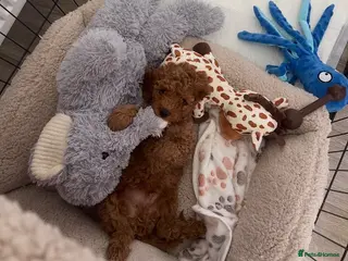 Cavapoo dogs ** REDUCED!! READY NOW ** F1B Cavapoo Puppiess - Advert 1