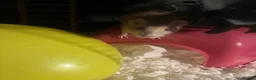 Rat rodents for sale: 6 female rats with cage  - Advert 3