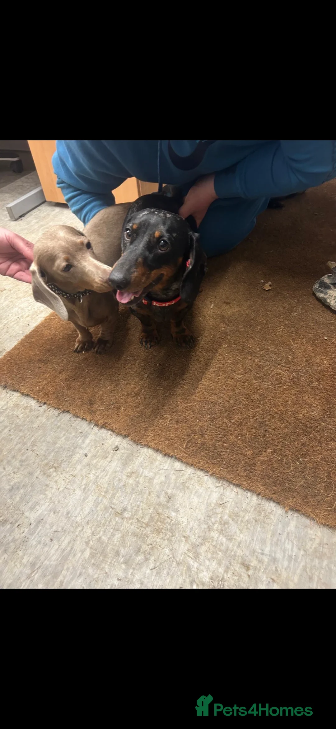 Miniature Dachshund dogs for sale: Very beautiful miniature dachshund puppies in Harlow - Advert 18