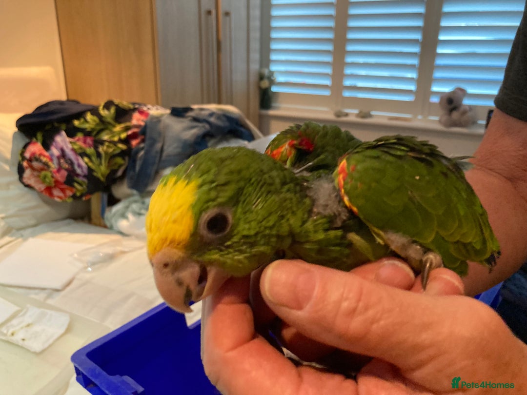 Parrots birds for sale: BABY HANDREARED DOUBLE YELLOW HEADED AMAZONS - Image 2