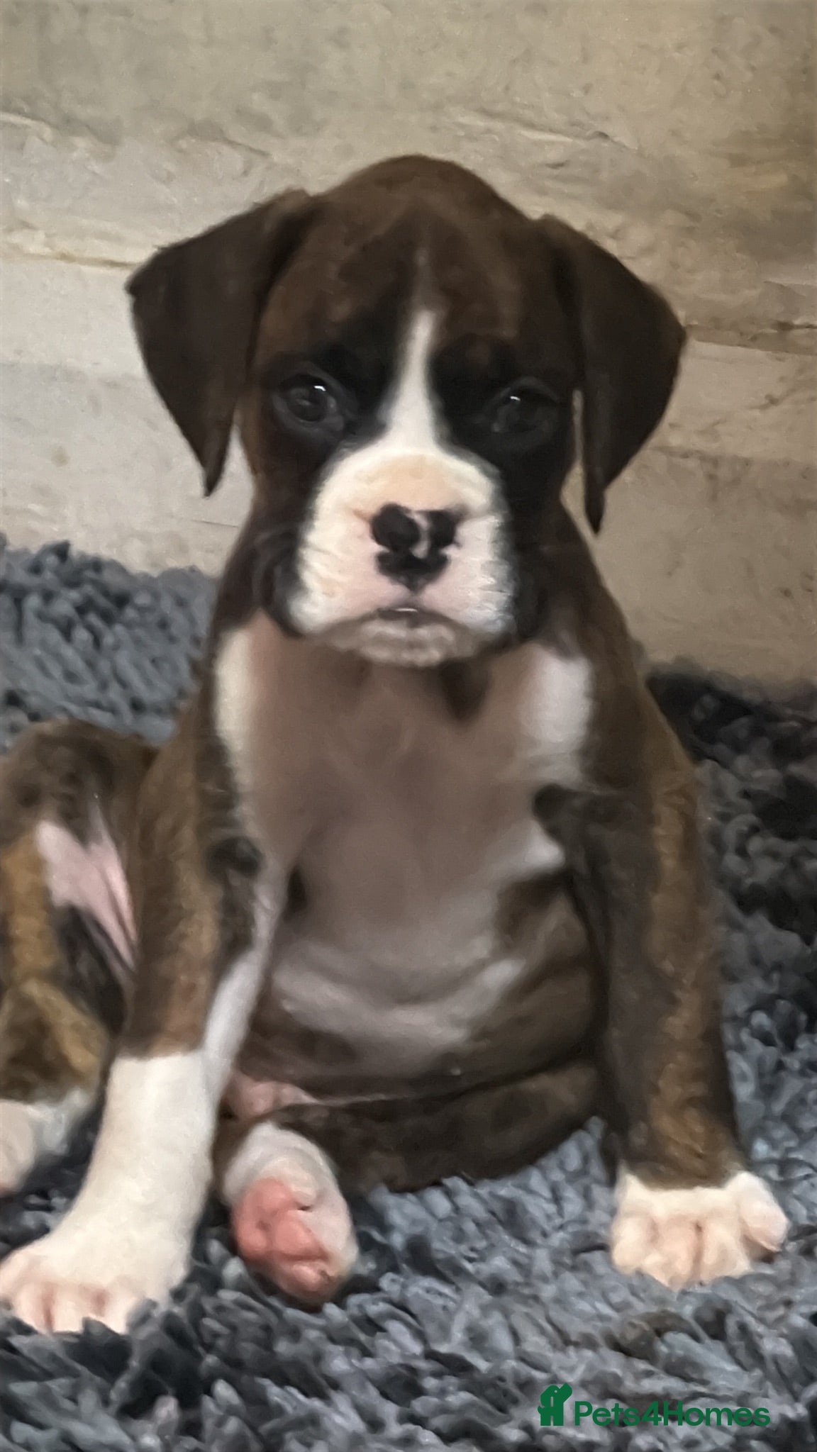 Boxer dogs K.C reg. both parents heart scored 0 - Advert 2