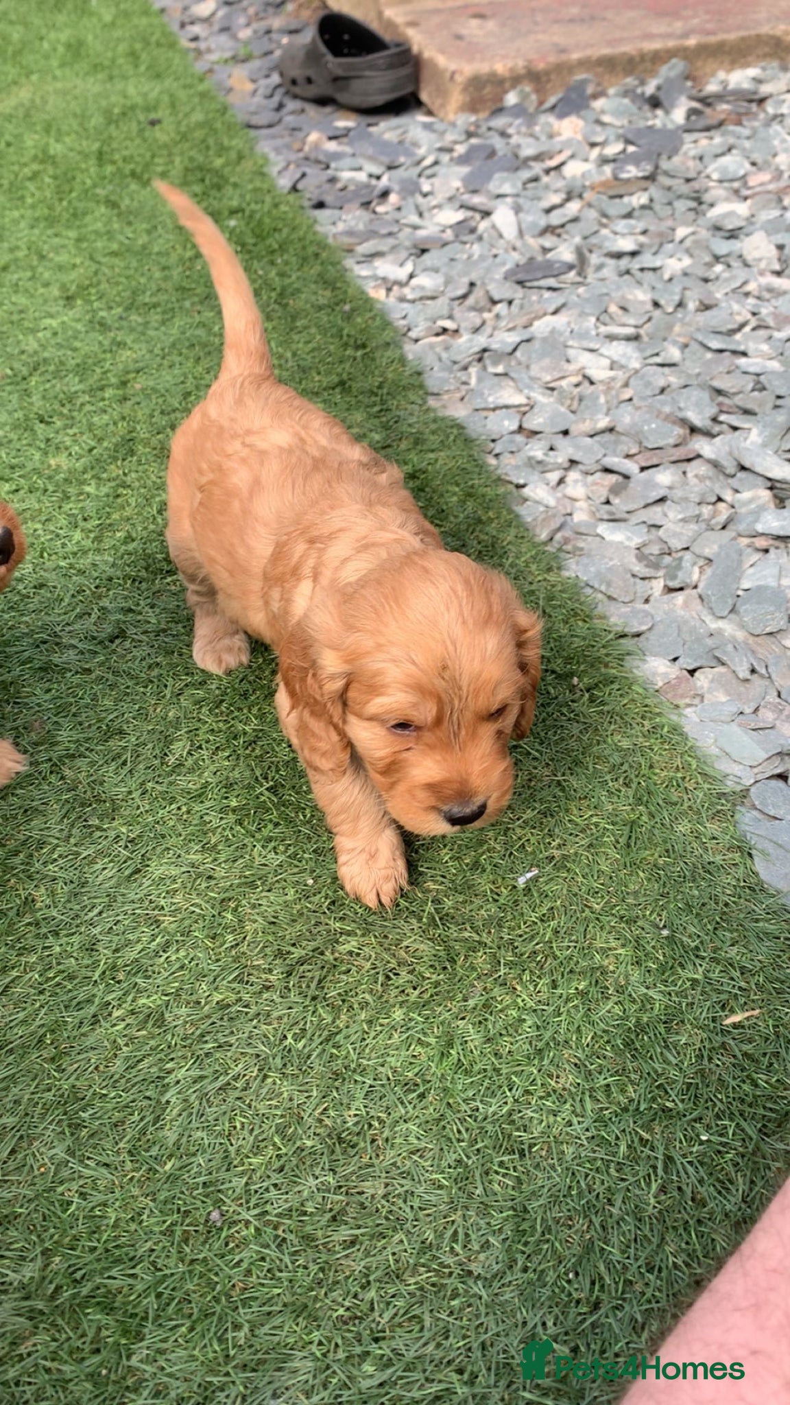 Cockapoo dogs for sale: 8 cockapoo puppys - Advert 2
