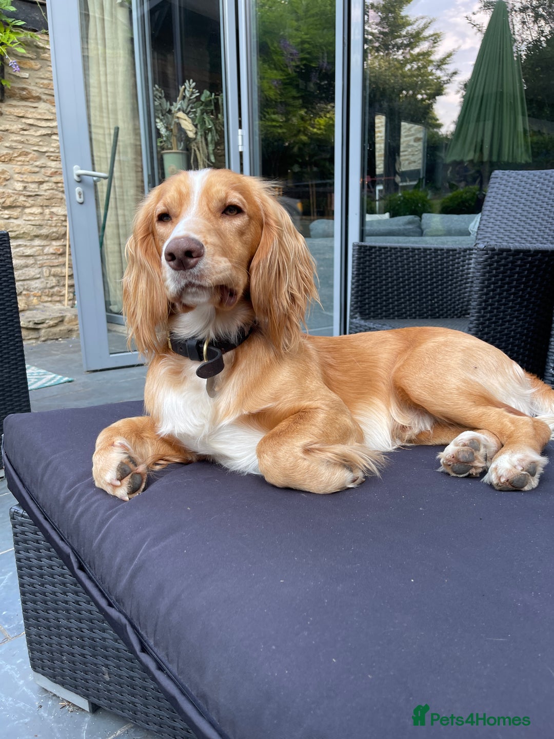 Cocker Spaniel dogs for stud: Working Gun Dog Stud  - Advert 12