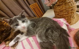 Mixed Breed cats for sale: Stunning  kittens looking  4 new home - Advert 7
