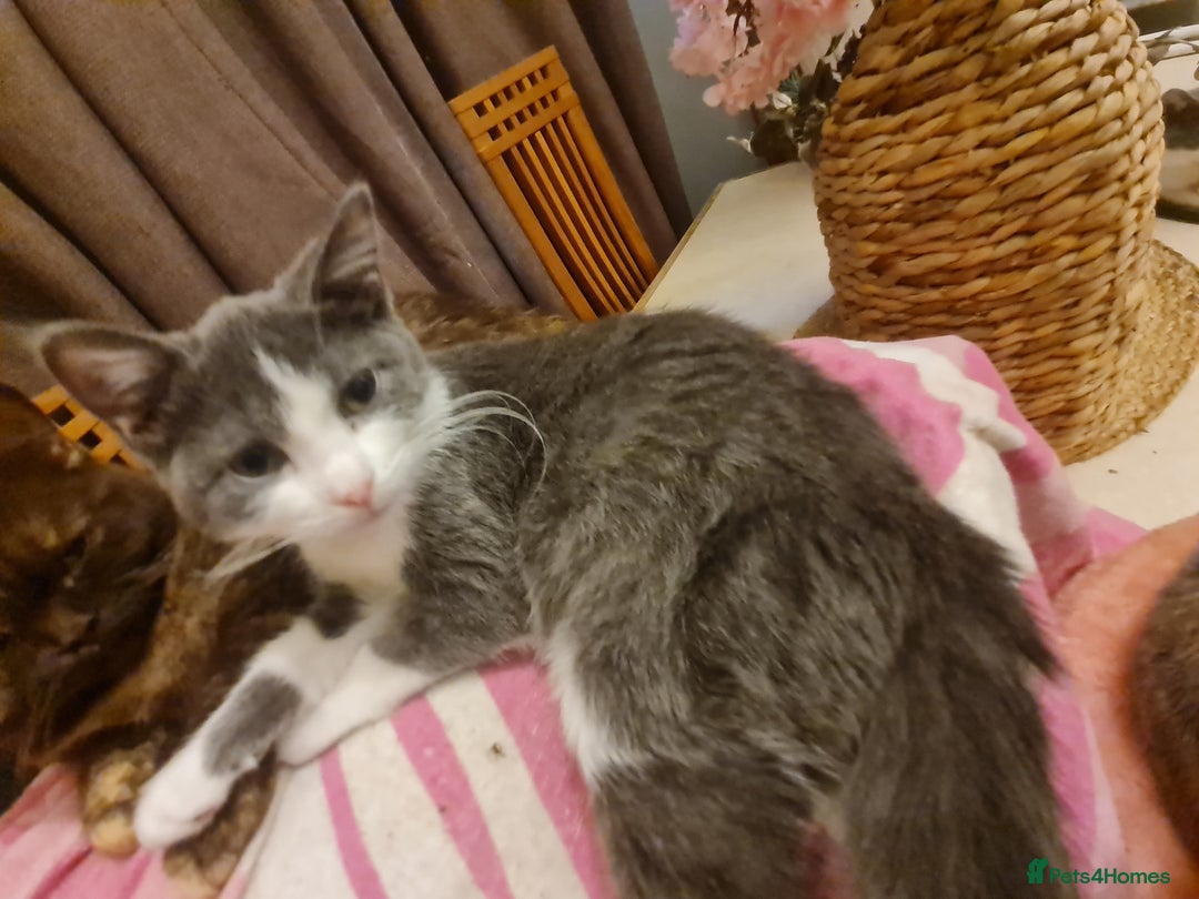 Mixed Breed cats for sale: Stunning  kittens looking  4 new home - Advert 7