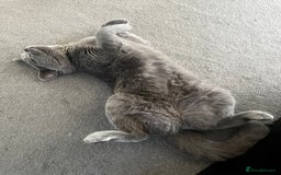 British Shorthair cats for sale: Grey/Blue British Shorthair - Image 4