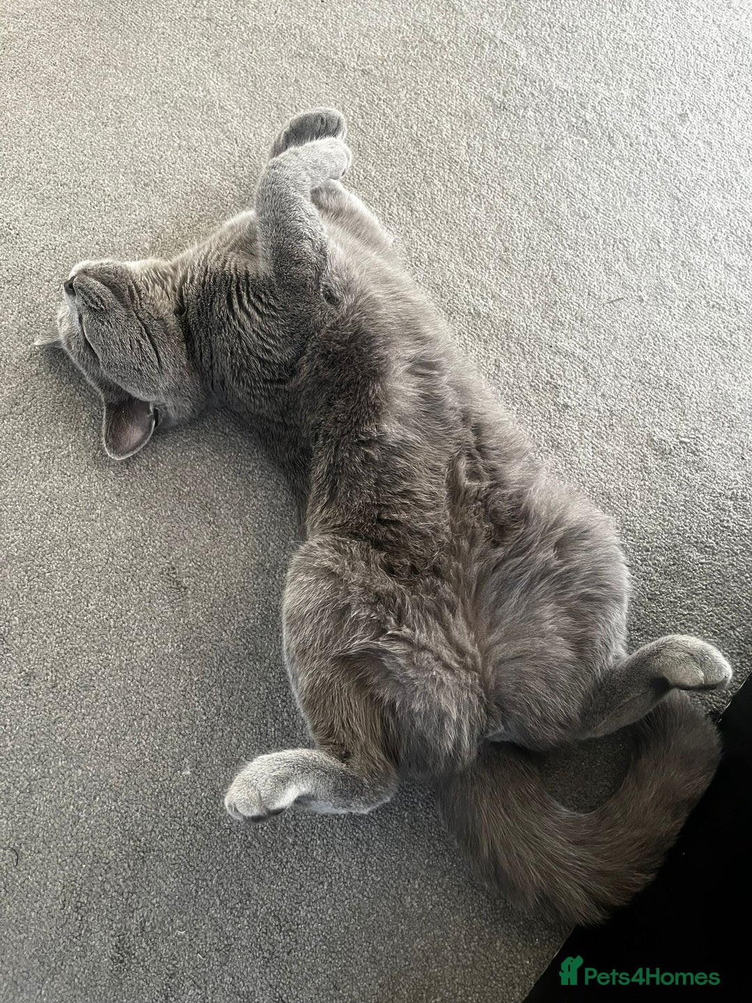 British Shorthair cats for sale: Grey/Blue British Shorthair - Image 4