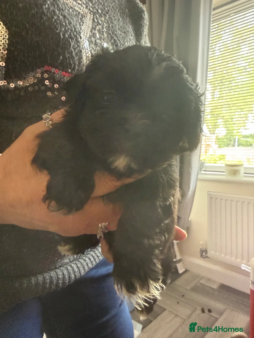 Shih Tzu dogs for sale: 5 Shih Tzu puppies  - Advert 2