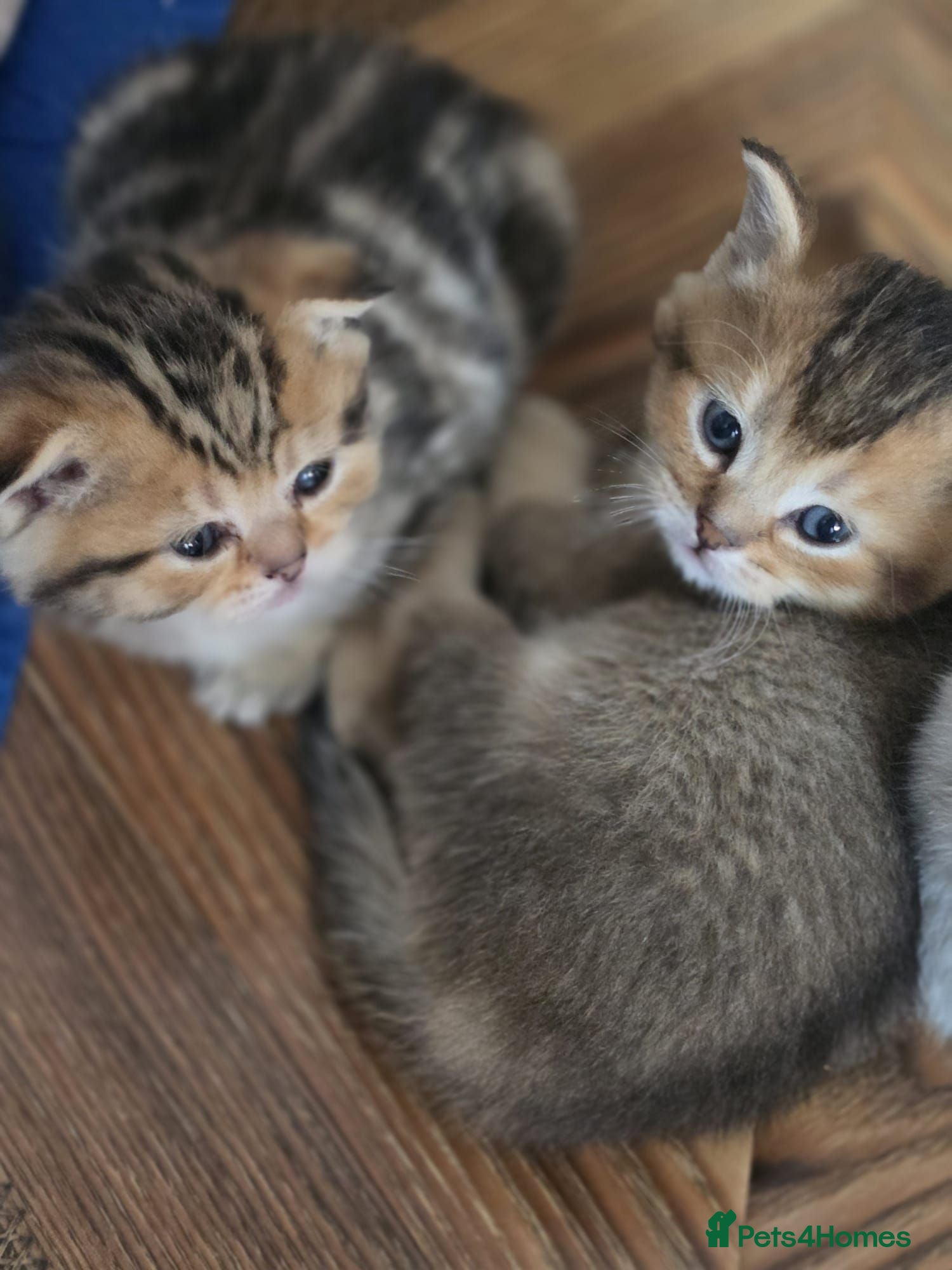 British Shorthair cats 💞Lovely kittens in beautiful colours🩵 booking - Advert 1