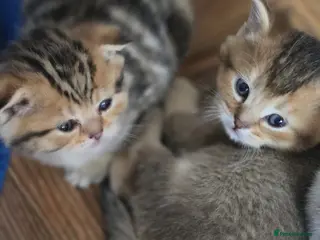 British Shorthair cats 💞Lovely kittens in beautiful colours🩵 booking - Advert 5