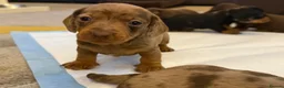 Dachshund dogs for sale: One dapple chocolate dachshund boy available  - Advert 7