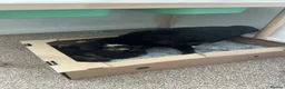 Mixed Breed cats for sale: Kitten  in Rugby - Advert 5