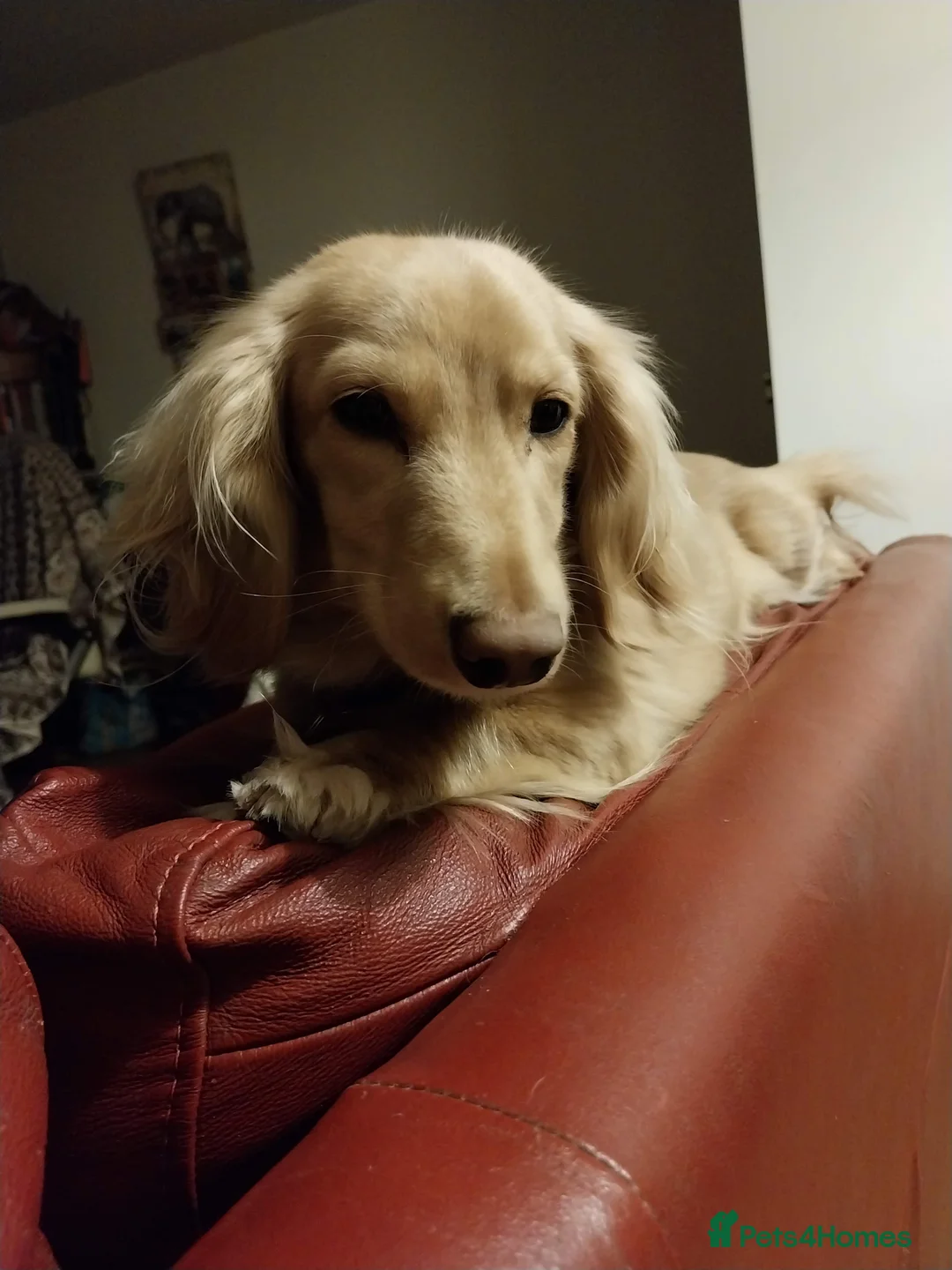 Miniature Dachshund dogs for sale: KC Cream long haired working dachshund  - Advert 6