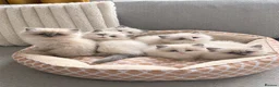 Ragdoll cats for sale: Gorgeous Ragdoll kittens  - Advert 2