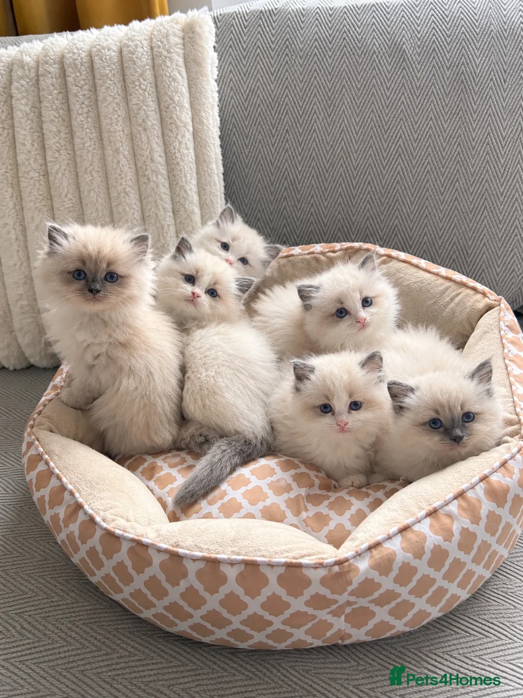 Ragdoll cats for sale: Gorgeous Ragdoll kittens  - Advert 2