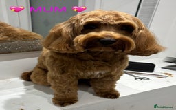 Cockapoo dogs for sale: Cockapoo Puppies for sale!  - Image 10