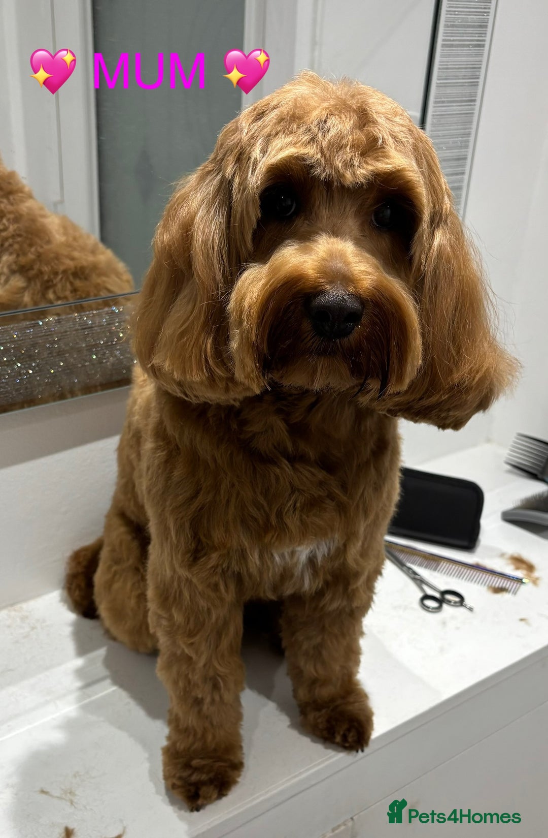 Cockapoo dogs for sale: Cockapoo Puppies for sale!  - Image 10