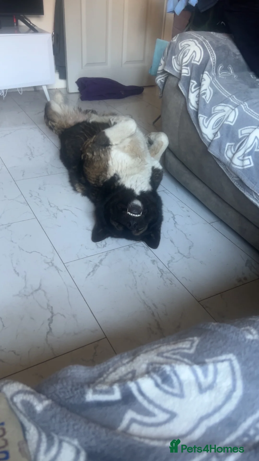 Akita dogs for stud: Akita for STUD only - Advert 3